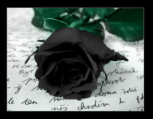rose et prose 